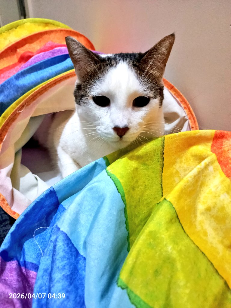 Mononoke Hime tweet media