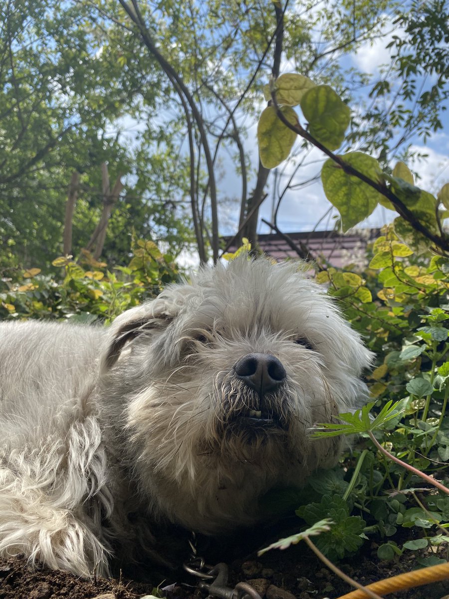 2代目ばばあ tweet media