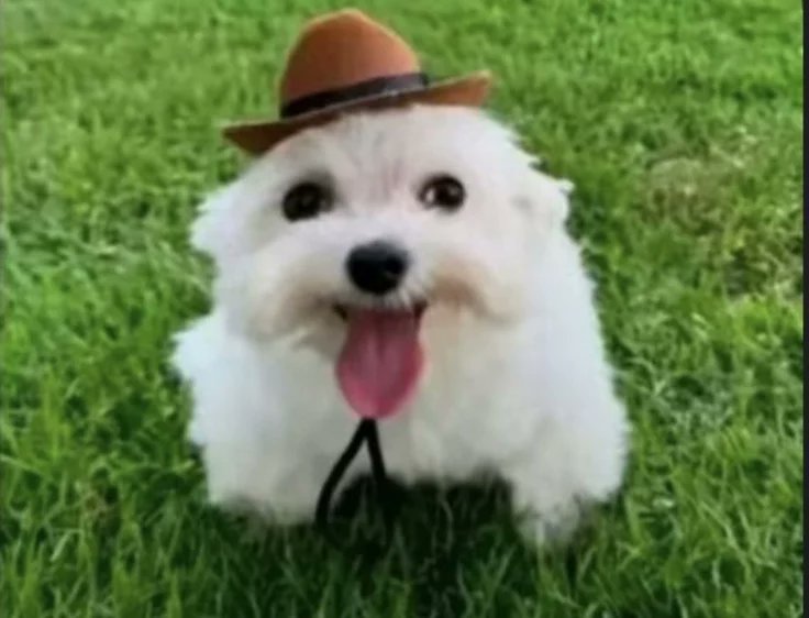 tofu do xiao tweet media