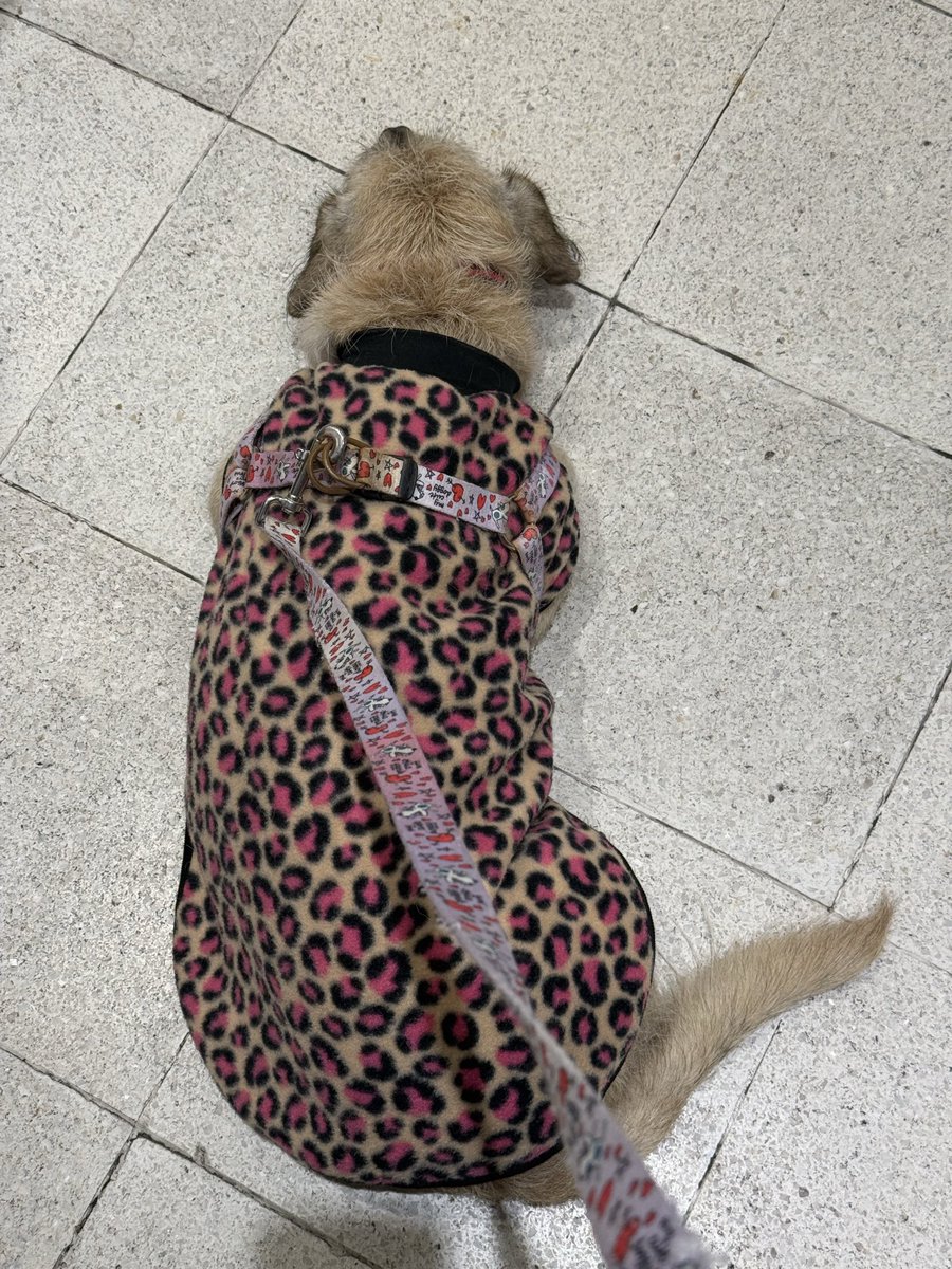 LaReinaDeLosHurones🇺🇦 tweet media