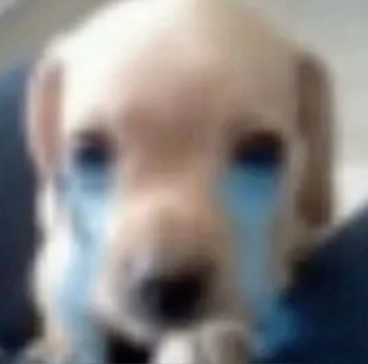 𖦹┊ Rᴀsᴄᴀʟ tweet media