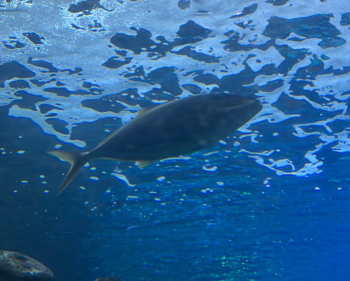 ✨worm✨ tweet media