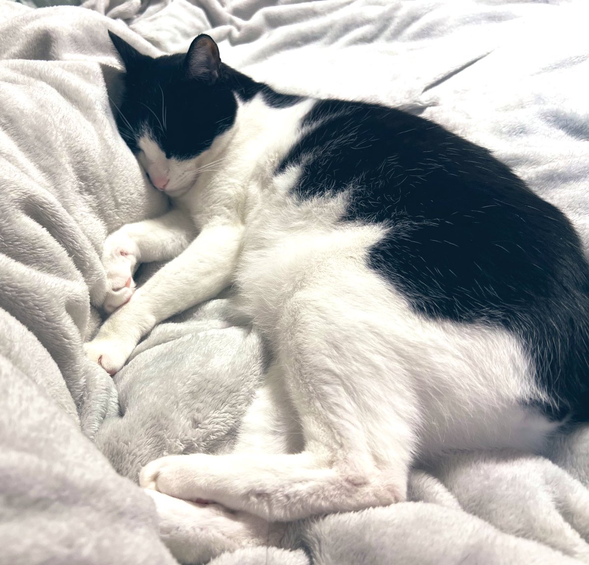 人を枕にするのがお好きな猫。