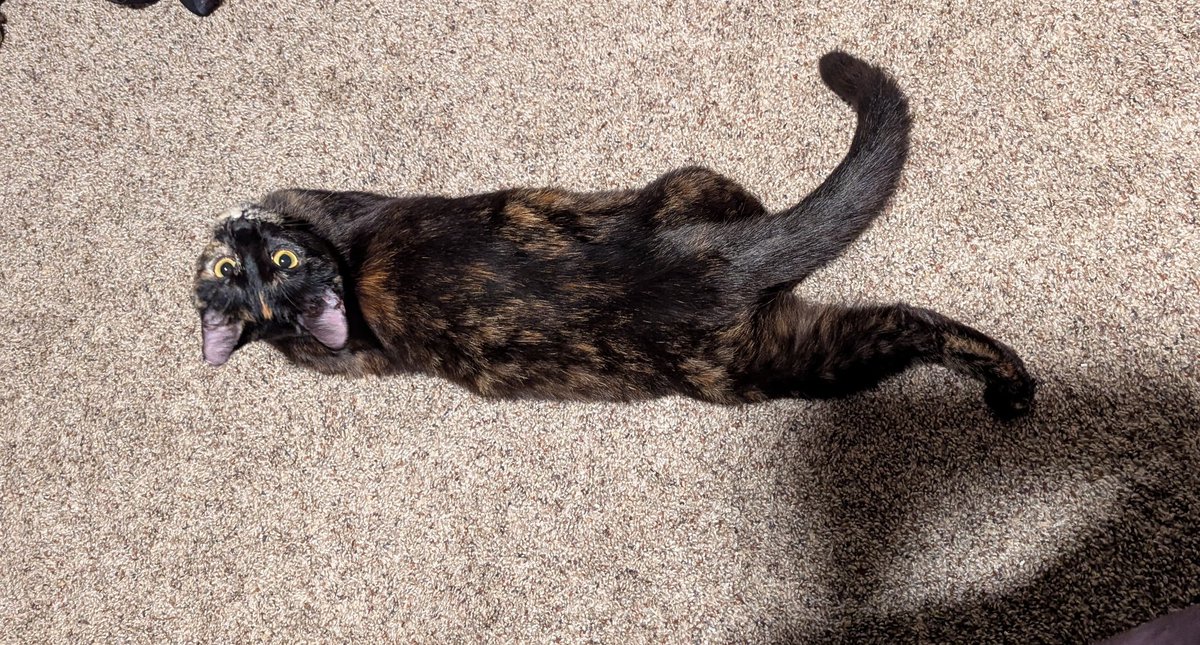 vivi 🪷🐟 🔜 FFXIV Fanfest tweet media