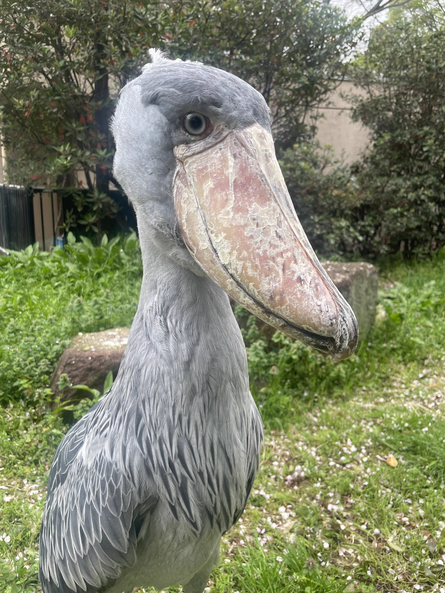 千葉市動物公園【公式】 on X: 