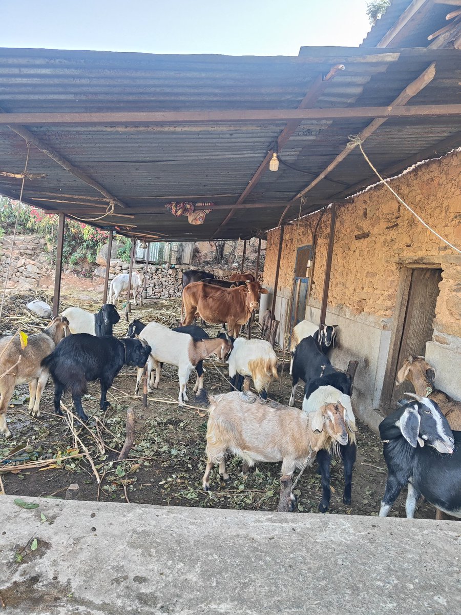 'एभरेष्ट' फूर्के बहादुर ® tweet media