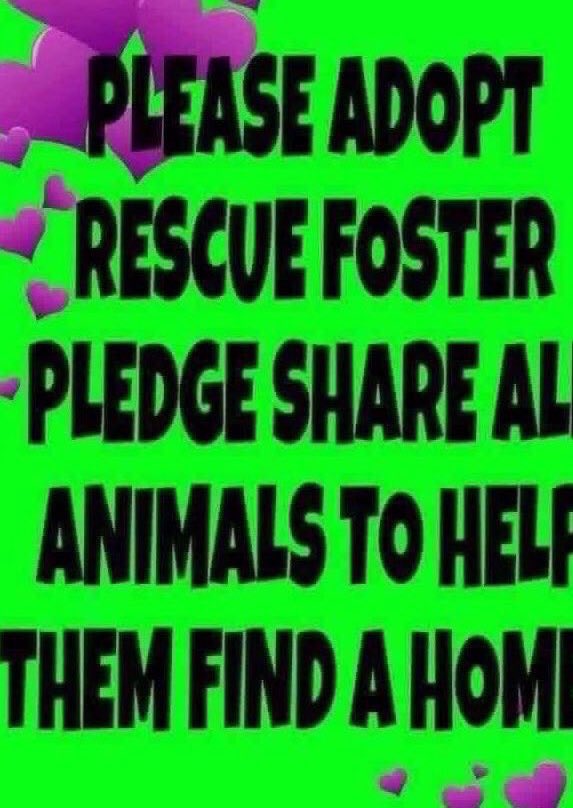 Wynjym's tweet image. DAILY #KILLING @NYCACC IS AN #INSULT TO THE PEOPLE
OF #NYC
Quote: “Only4 left out of 12 dogs
They killed them! Well let’s save them!They need a rescue
They need pledges no matter how small or big
Every $ counts. Give them life NOT a needle”
@NYCMayor @NYCComptroller @SpeakerMenin