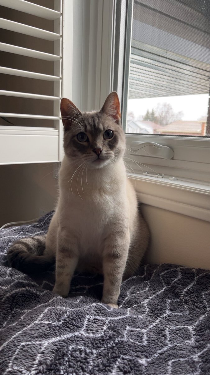 𝘤𝘢𝘳𝘭𝘺 tweet media