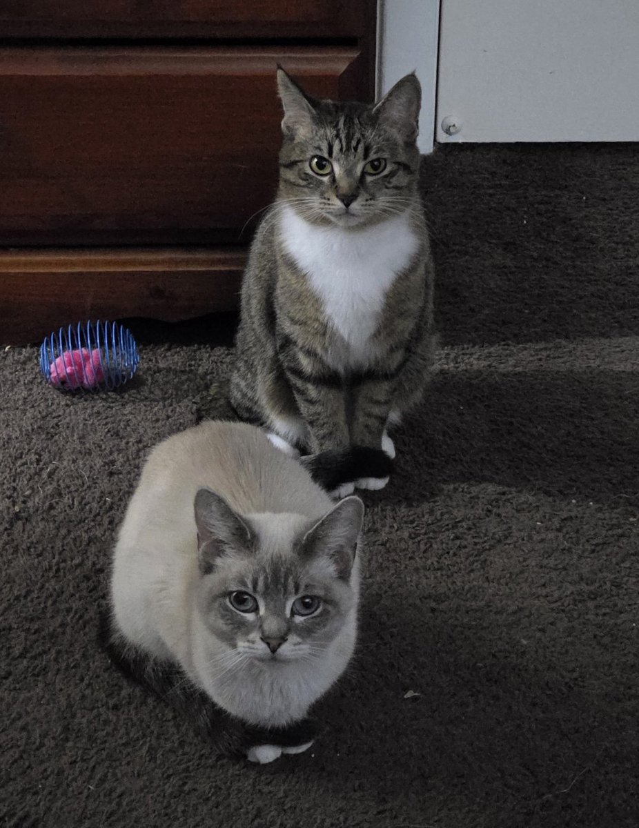 HAPPY 3rd BIRTHDAY TO MY BBYS BOOTS AND STORMY!!! 🥳🎂🎉 They have gotten soo much bigger and grown into their own personalities the past couple of years. 🥺 If anyone wants to spoil these cute kitties check out my <a href="/official_throne/">Throne</a> wishlist! ♡
 throne.com/cookieninja213