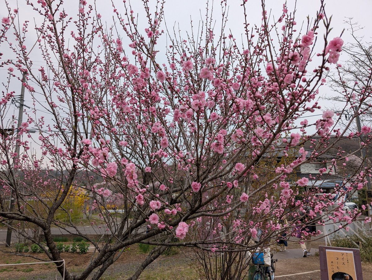 今日の花見山

今日は曇りで気温も丁度いいです。
入口の花桃も大体咲いてきました。
今週末にかけて見頃だと思います。

是非花見山へお越し下さい。
＃花見山　＃福島市　＃きぼうの広場