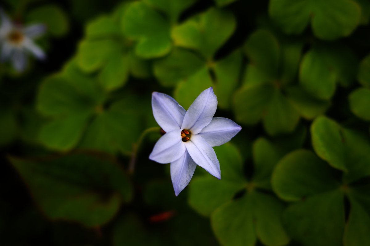 tune_h's tweet image. fpさんぽ
#sigma
SIGMA fpL + 24mm f3.5 dg dn