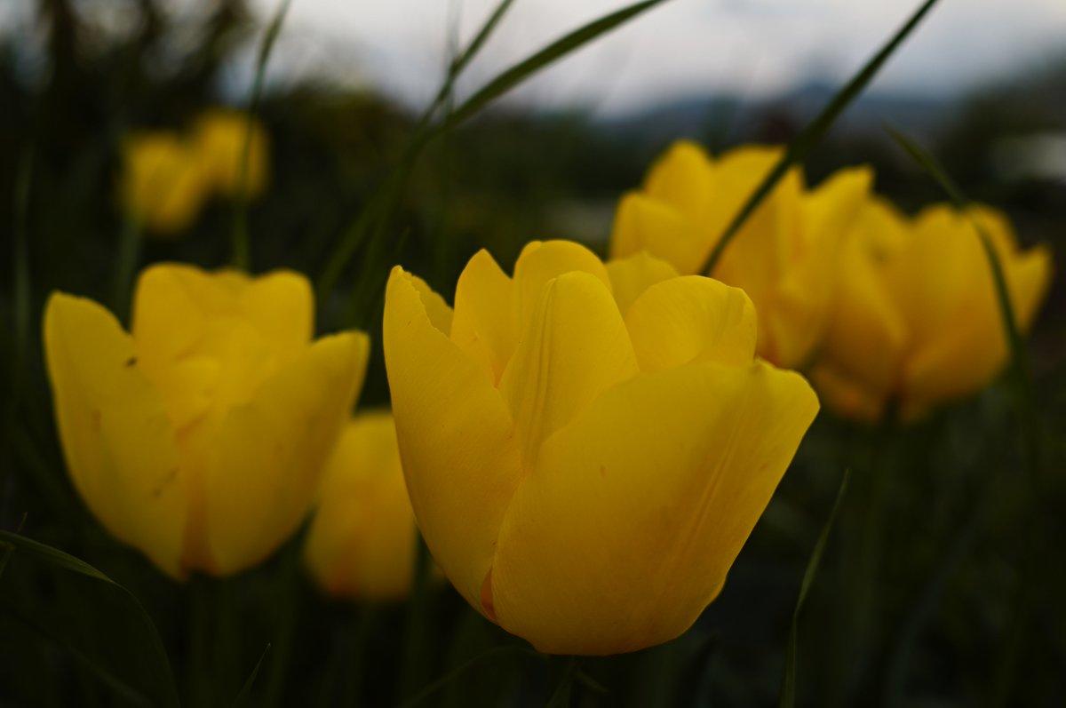 tune_h's tweet image. fpさんぽ
#sigma
SIGMA fpL + 24mm f3.5 dg dn