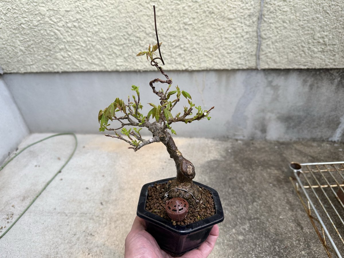 FireGenuine's tweet photo. 唐楓も芽吹きました🌱
徒長する先端は針金掛けてます🌀

今年は植替えしておらず、根を切って無いせいか、目出しから元気な黄緑色です🌱

#盆栽 #唐楓 #楓 #カエデ https://t.co/GpPUknBppr