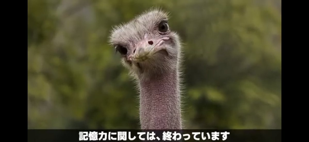 オトモクック＠壊獣 tweet media