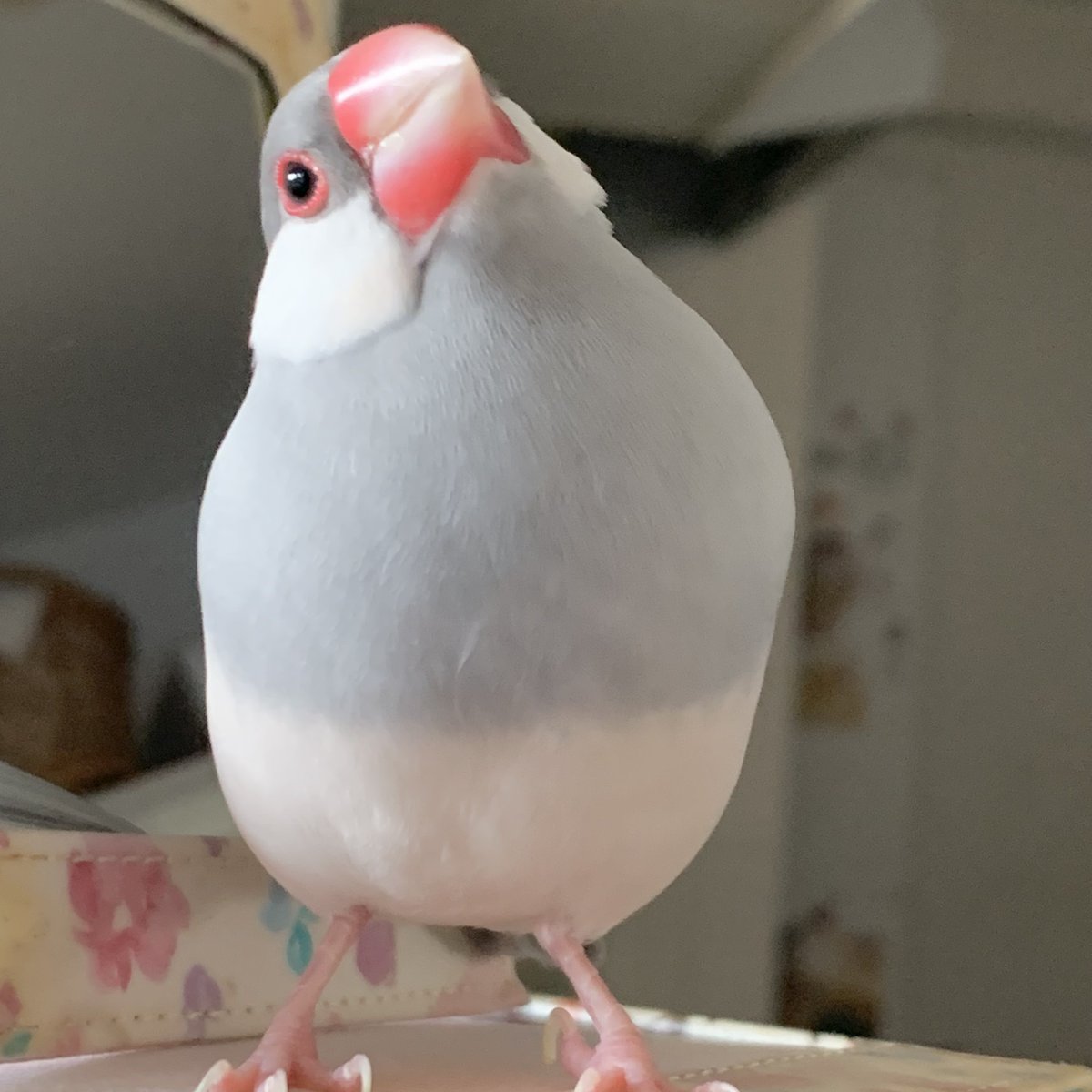 kotoribu's tweet photo. 今日の「カバー小鳥」は、ザックちゃん（シルバー文鳥）です。考え中かな……？ キラキラしたお目めは好奇心でいっぱい✨ 
#シルバー文鳥 
https://t.co/zEaRyq8C7s https://t.co/86PepZVqRH