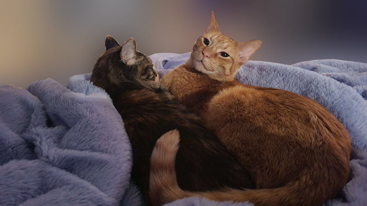 Kirsche 🥥 🧁 tweet media