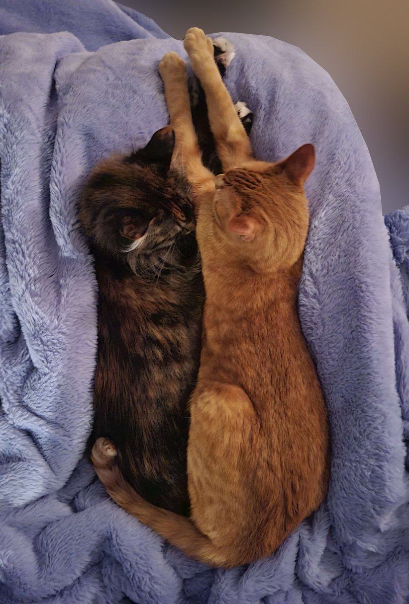 Kirsche 🥥 🧁 tweet media