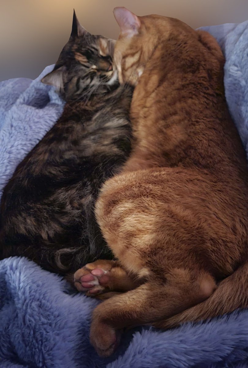 Kirsche 🥥 🧁 tweet media