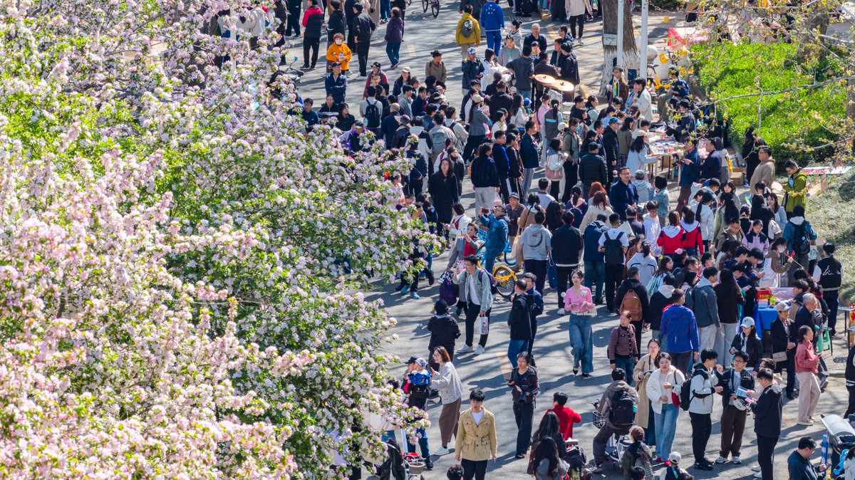 TianjinUniv1895's tweet photo. Spring and Blossoms at Tianjin University!
This Crabapple Blossom Season, Over 100,000 people came to Tianjin University's Weijin Road Campus!βοΈπΊ
Photos by: Wang Yinghao
#TianjinUniversity #TJU #CrabappleBlossomSeason #campuslife #springincampus #qingmingfestival https://t.co/rgrM3TEiMN