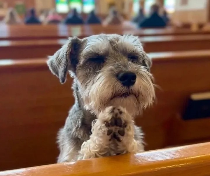... y que a quien está viendo este tuit le vaya bonito. Amén 🙏🏻