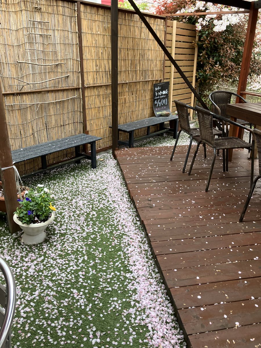 ringo_iso's tweet photo. カラスのカフェ☕️

　今朝は、桜吹雪が賑やかでした^_^

今日は桜営業最後です🌸

桜の絨毯、桜の筏、見られますよ♪ https://t.co/IhWz7jChuZ
