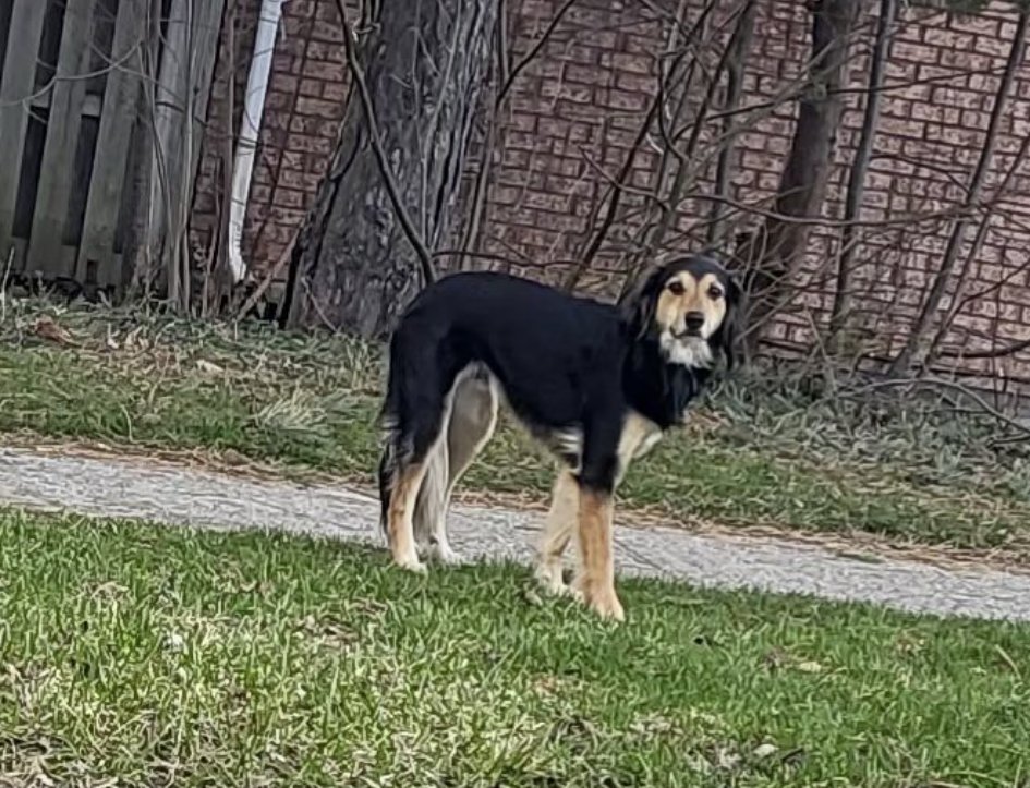 Guelph Lost Pets tweet media