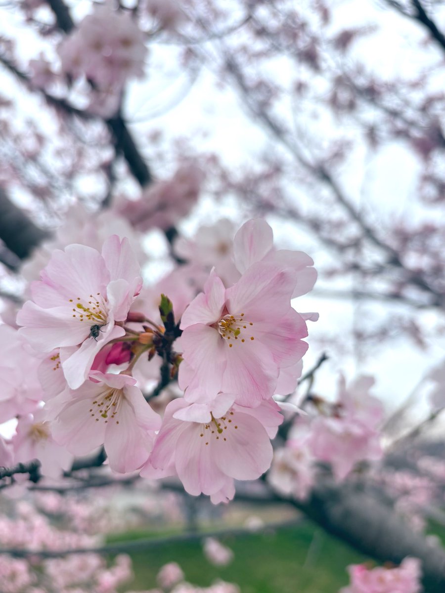 4/7(火) OPEN
10:00-15:00

気圧にやられております
朝から頭痛がやばいです😵‍💫
気温も一気に下がるみたいですね
皆さまもどうぞ体調にお気をつけて。。

ご来店お待ちしてます。