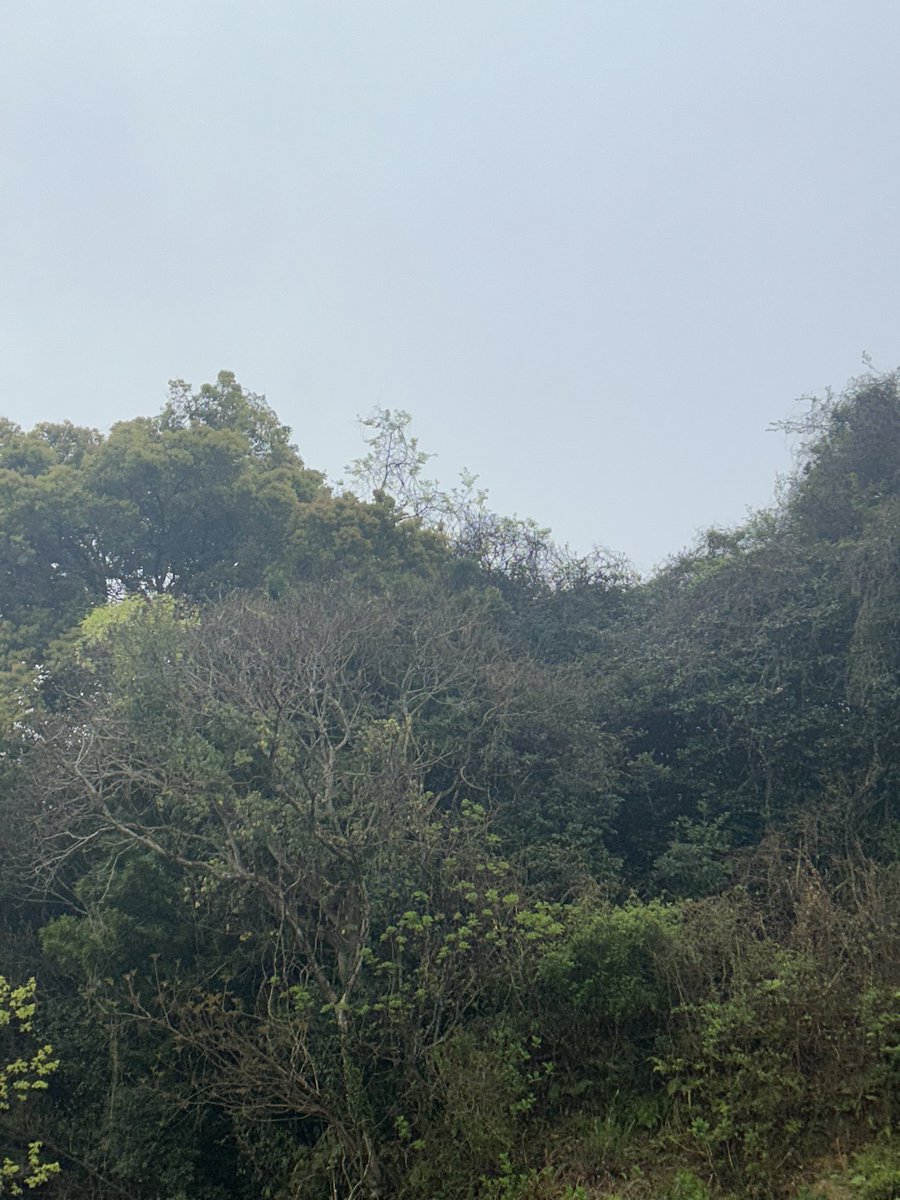 ひろぼん tweet media