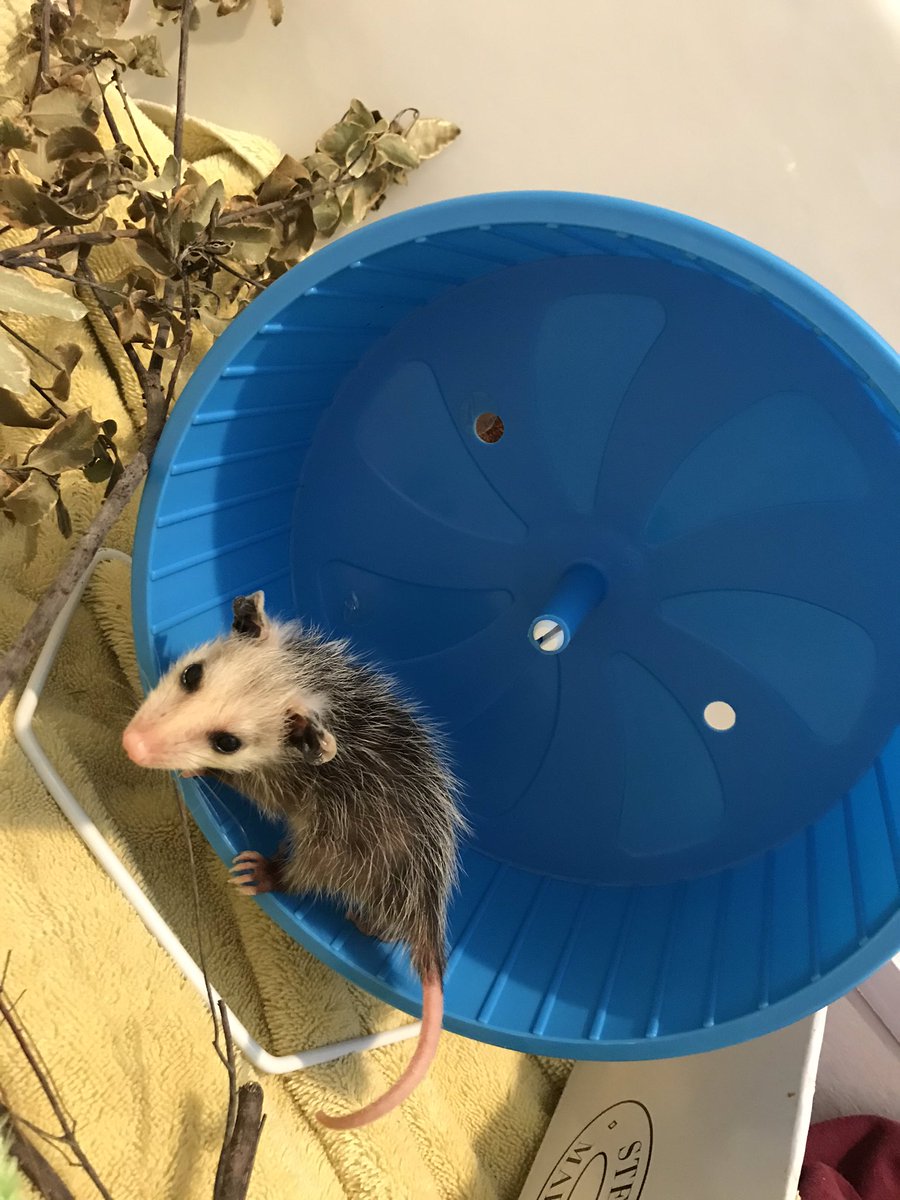 Possumeveryhour.io tweet media