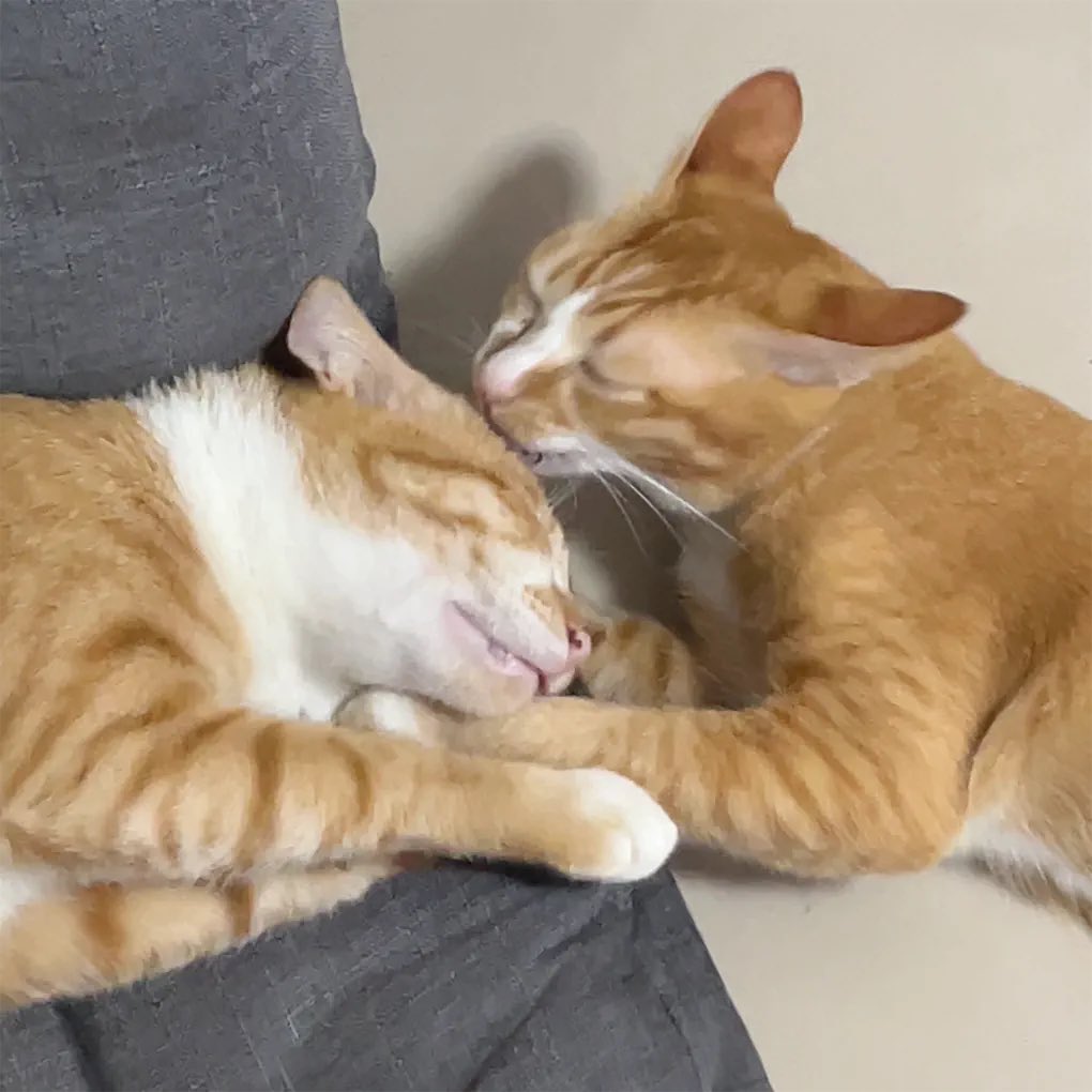 ❌ปิดร้าน❌| งดต่อน้า ขายเน้นจำนวนไม่เน้นกำไร tweet media