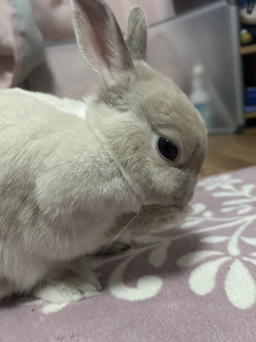 シュクレ🐇 ⸝⋆⸝⋆ tweet media