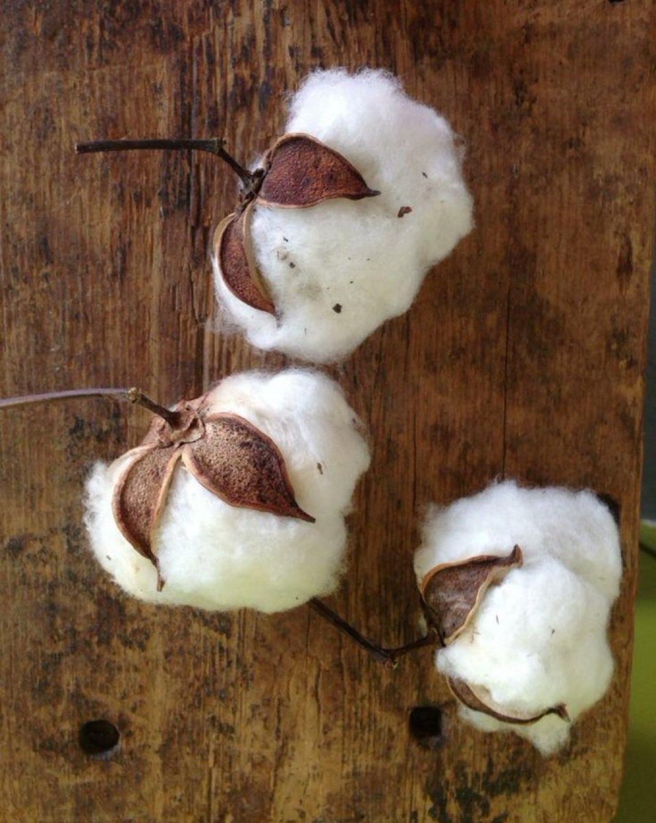 FC BATE Borisov ELSALVADOR FANS tweet media