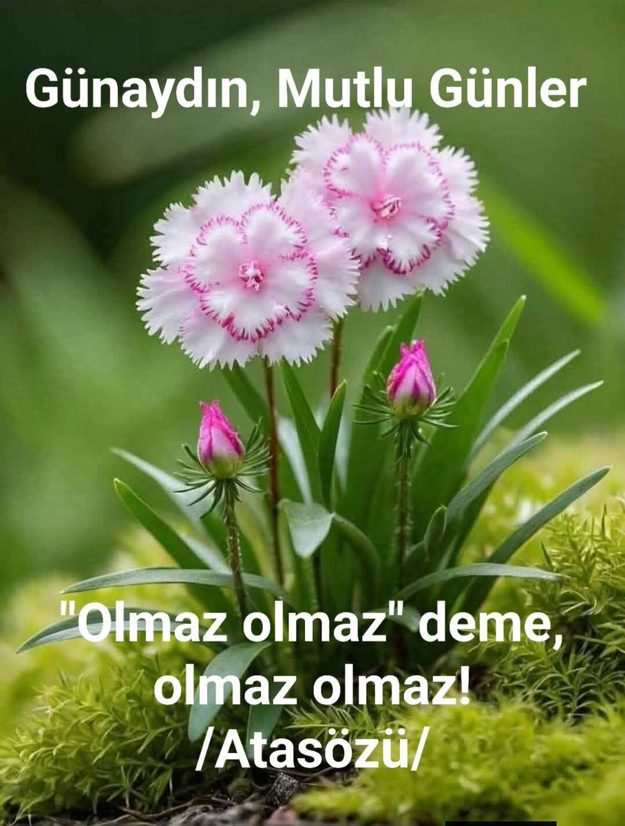 T. ALİ Taşcı tweet media