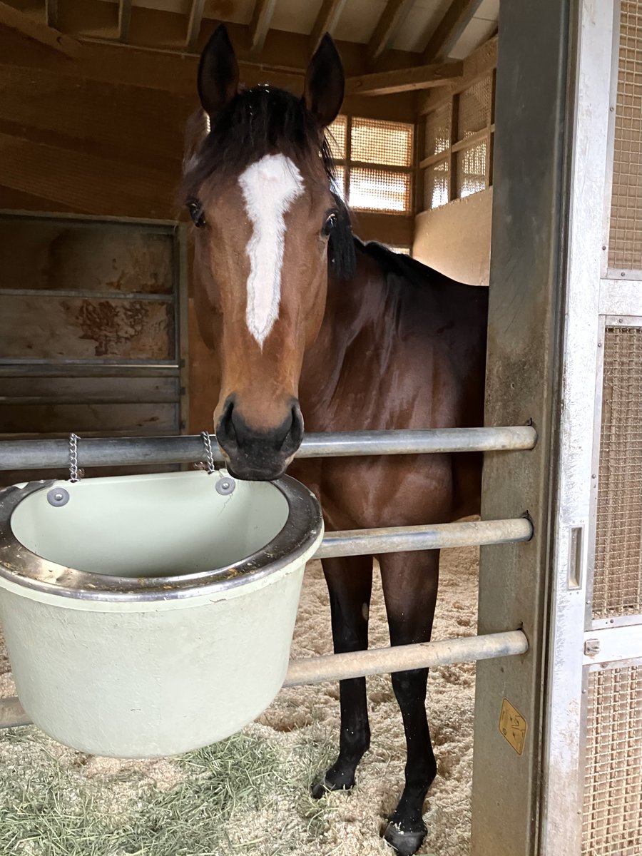 日刊ゲンダイ　競馬 tweet media