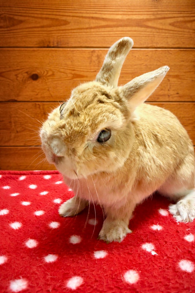 うさぎとCafe🐰うさぎカフェ tweet media