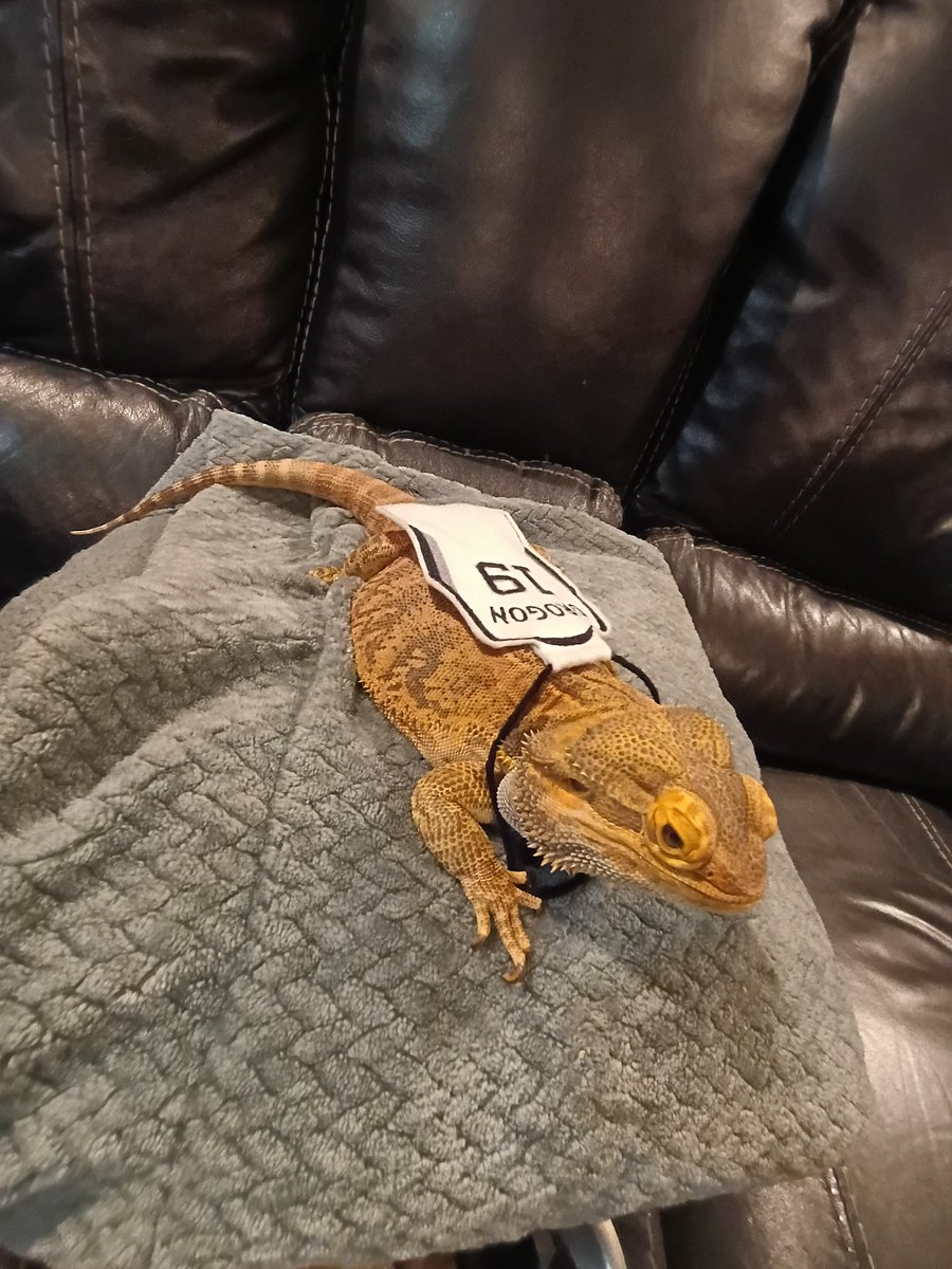 burdenboy9's tweet photo. Have no fear, Drogon the Spurs Dragon is here!

#PorVida https://t.co/mjgtiCDdsw