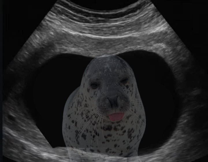 Val 🦭 tweet media