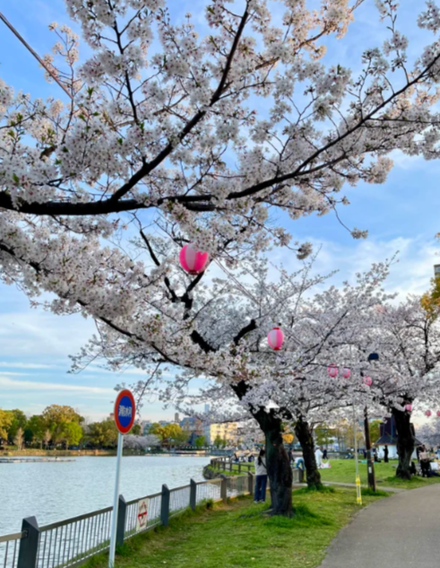 IJ_BF5's tweet photo. 桜がふんわり咲いてて、とっても癒される時間だね🌸✨
こんな景色の中をゆっくり歩くの、すごく好きだなぁ🍃💭
#桜 #春 #お花見 #癒し #のんびり時間 #春の景色 🌸 https://t.co/yYPvfgDSxR