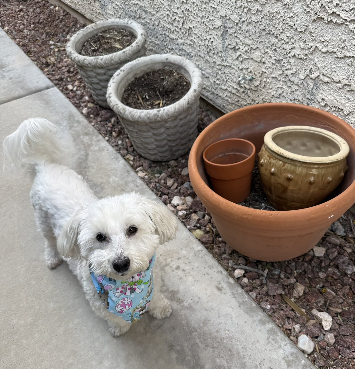 Sir Bailey tweet media