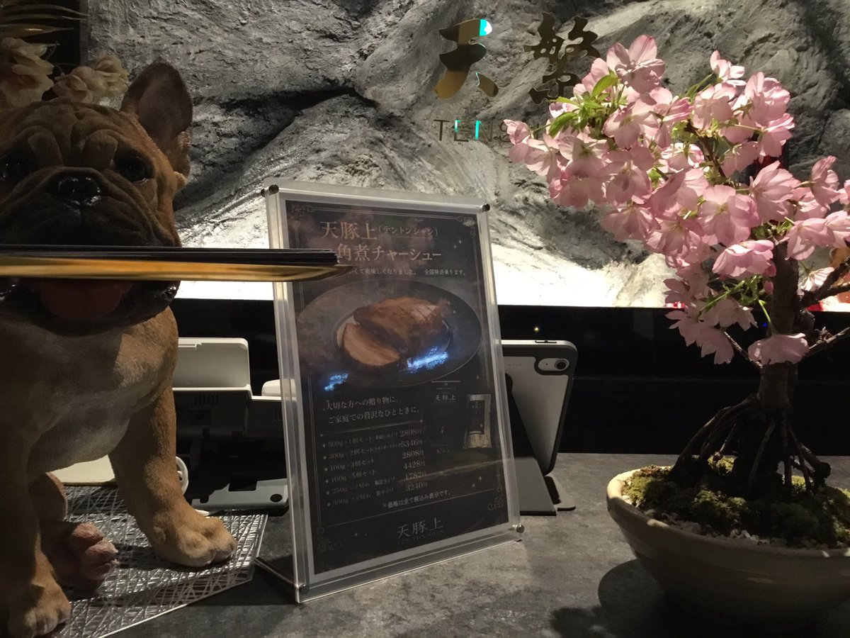 盆栽の桜満開‼️ #桜 #大阪上本町 #和食 #新歌舞伎座氷川きよし #ランチ #ディナー #女子会 #会食 #会合 #歓迎会 #宴会 #大小宴会 #セミナー #顔合わせ #法事 #フレンチ #ロープライス  #角煮丼 #定食 #コース料理 #個室 #静か #穏やか #ちょっと大人  #春満開