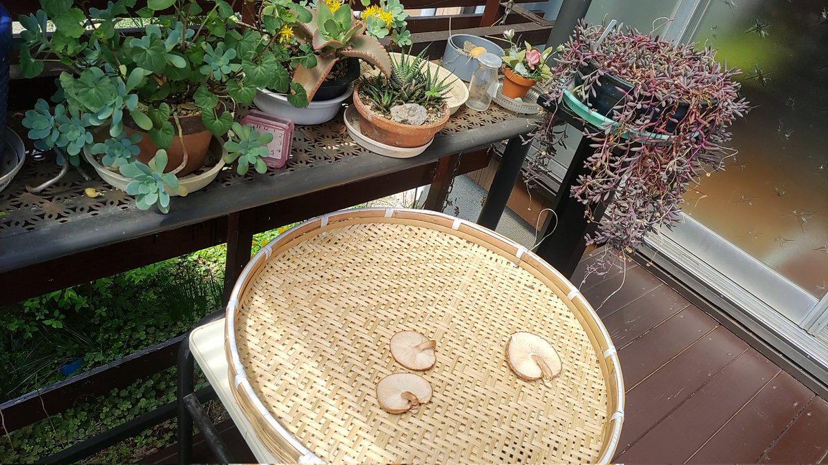 Yumeoibito tweet media