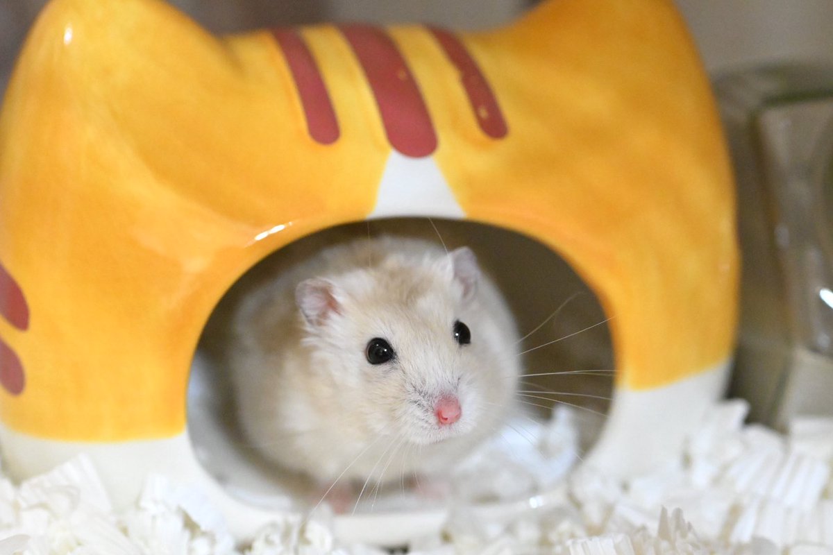 ジャンガリーズハムスター tweet media