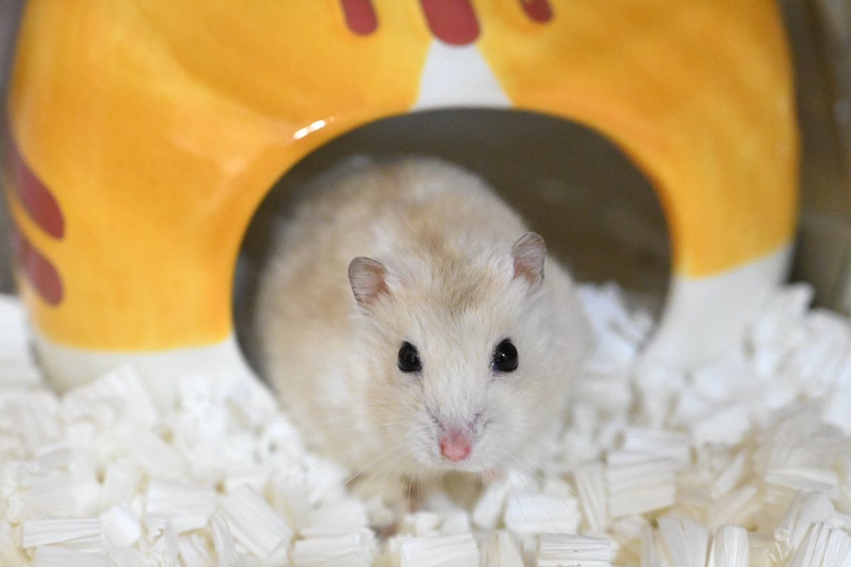 ジャンガリーズハムスター tweet media