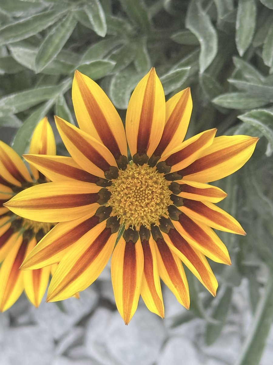 Tracy Beanz tweet media