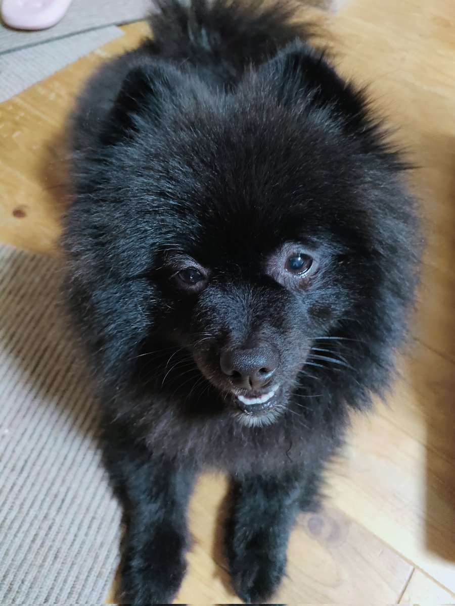 狂犬病予防接種完了！
去年は平気だったのに、今年はブルブル震えてちょっと大変だった💦
去年の記憶が蘇ったのかなー？
#ポメラニアン #狂犬病予防接種