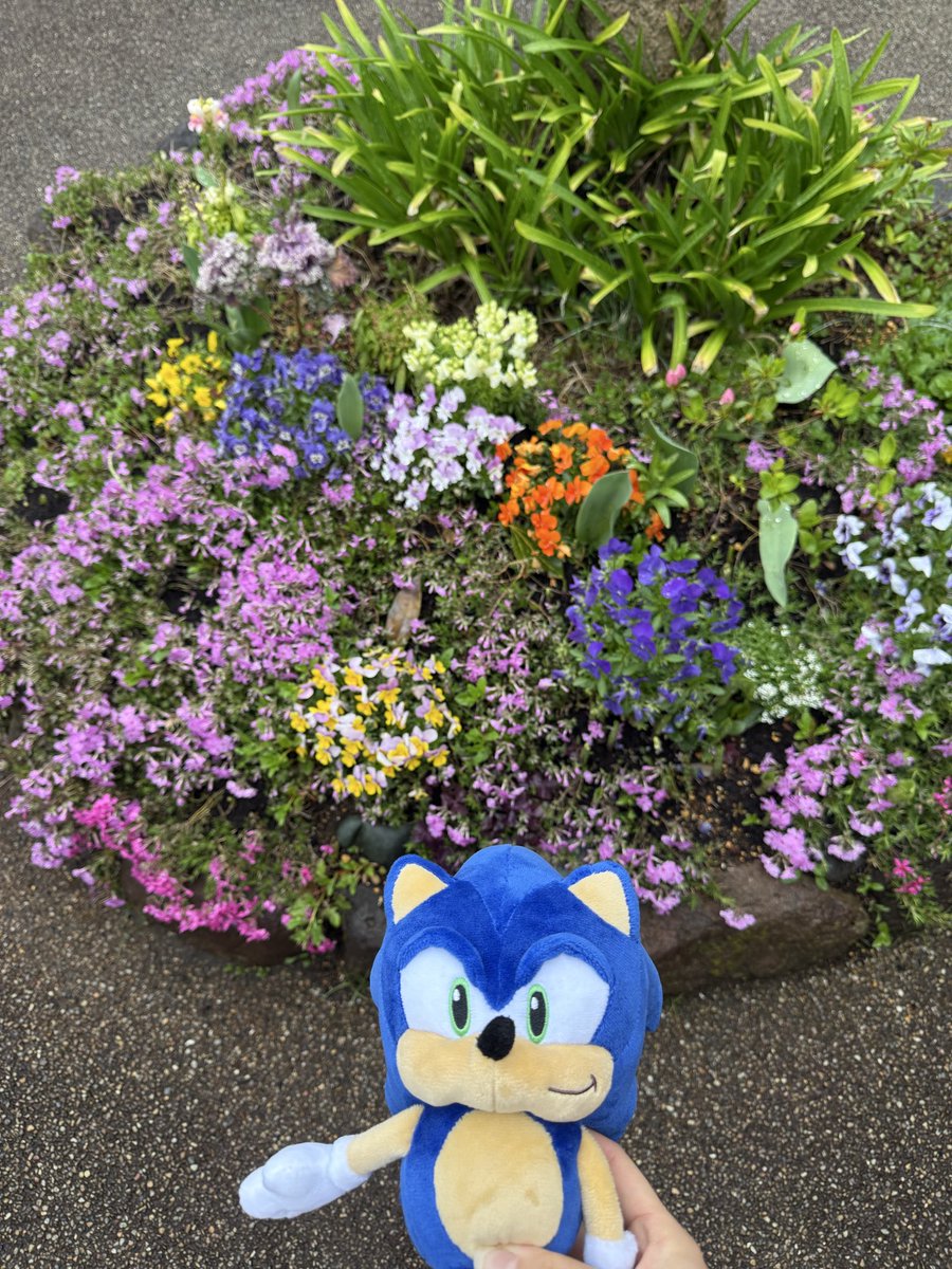 @mary マリー / ソニック大好きネキ🦔 tweet media