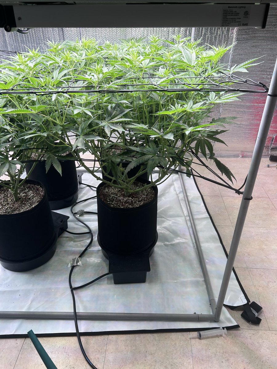 thecannalife420's tweet image. What a beast of a plant. Can’t wait to see this girl in full bloom

@autopotusa 
@FrontRowAG 

#420community #GrowTogether #GrowStronger