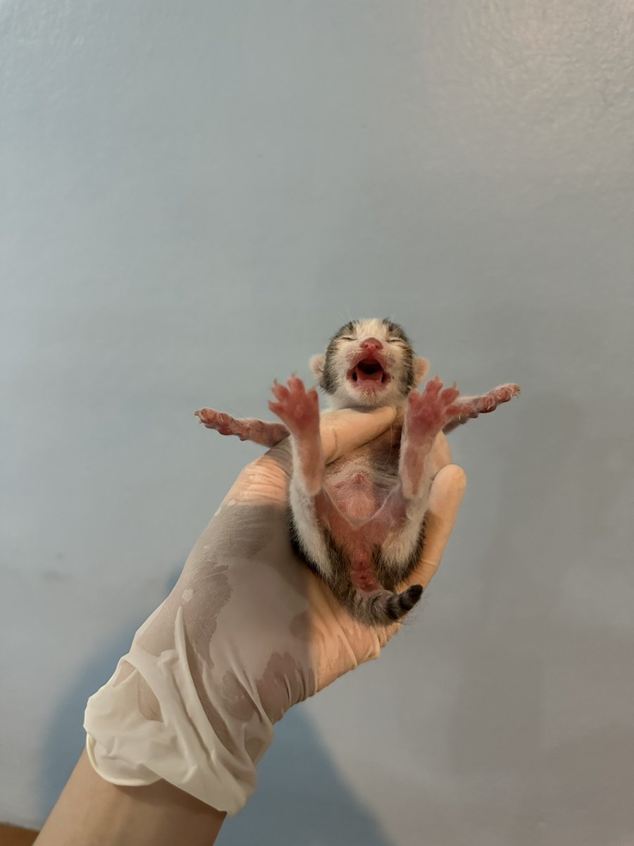 ไม่ควรมีแมวตัวไหนบนโลกใบนี้ต้องมาเป็นแมวจร tweet media