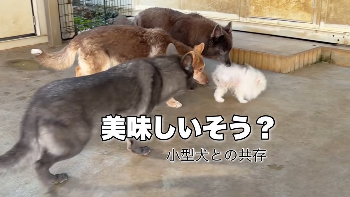 ローズウルフ🌹🐺ウルフドッグ犬舎 tweet media