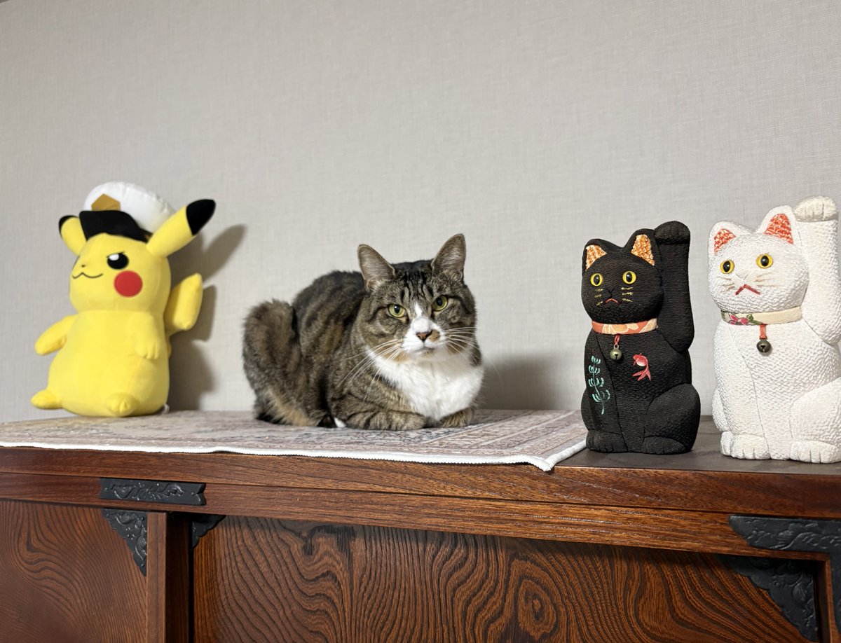 藤 あや子🐾 tweet media